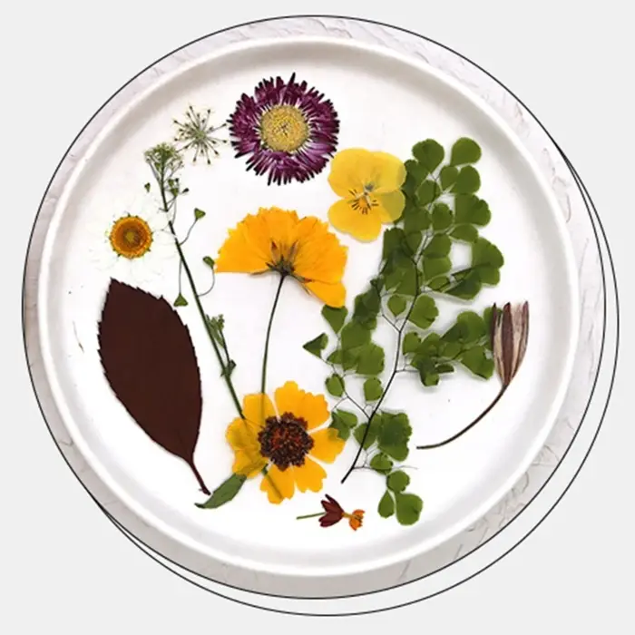 Fleurs séchées pressées pour résine