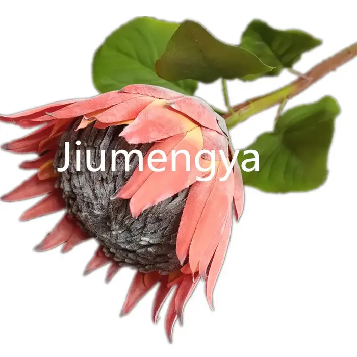 InjProtea-Branche de Fleur Artificielle de Cyovale oides