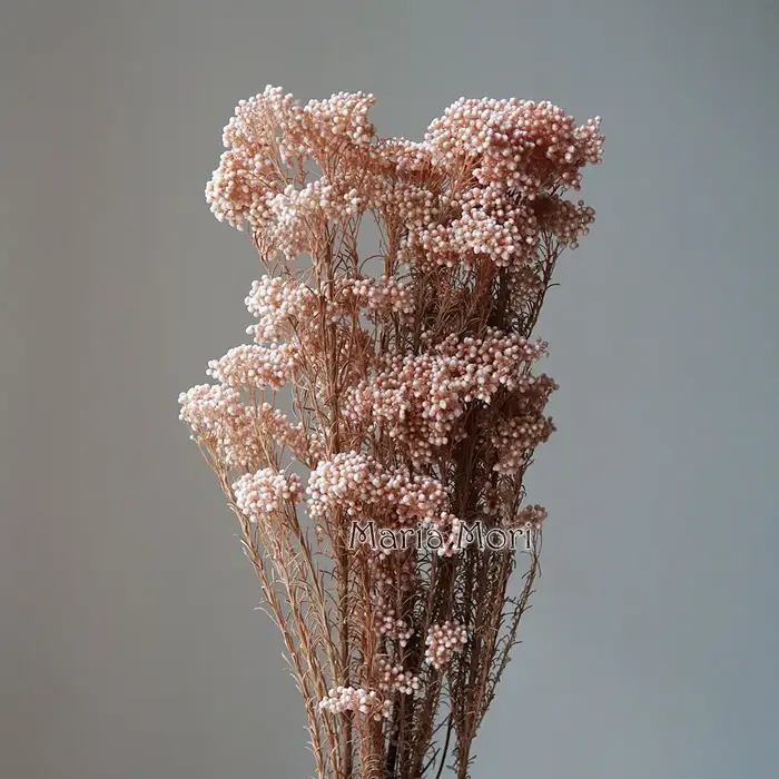 Fleur fraîche conservée 50g
