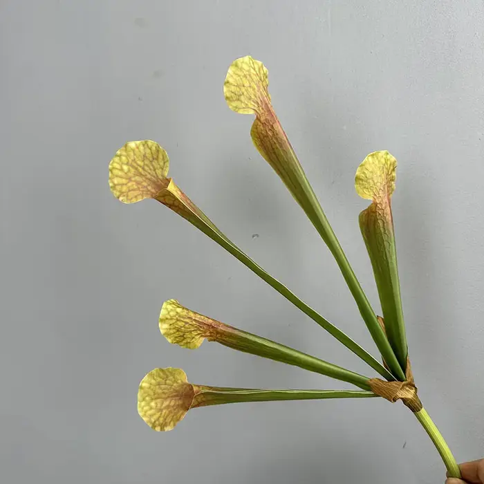 Plante artificielle à 5 feuilles