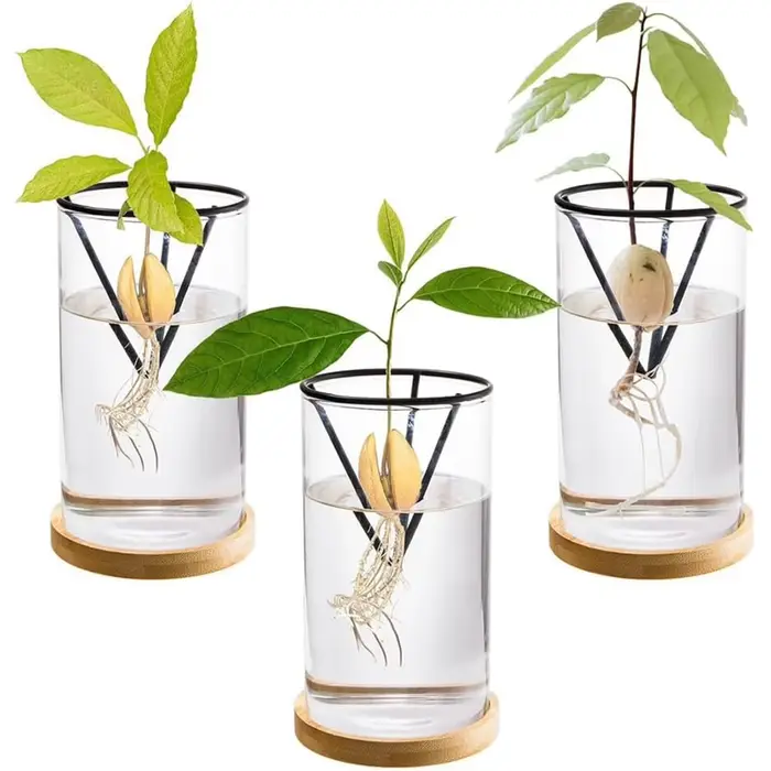 1 ensemble de Kits de culture d'arbre d'avocat