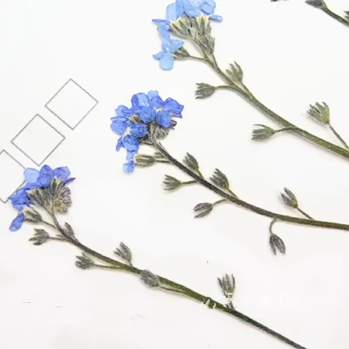 1 ensemble de fleurs de myosotis pressées