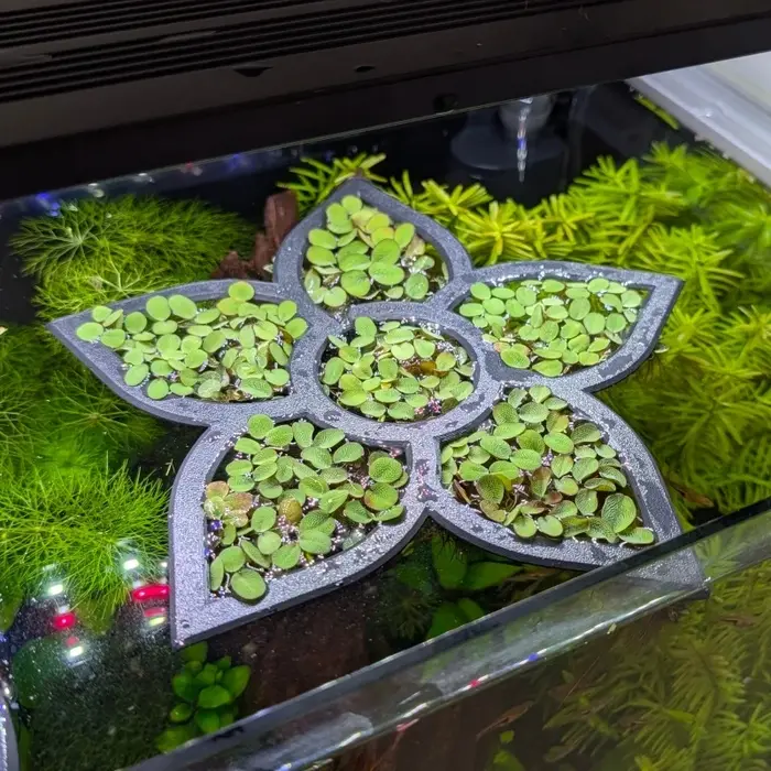 Anneau flottant en forme de fleur pour la croissance des plantes aquatiques en aquarium