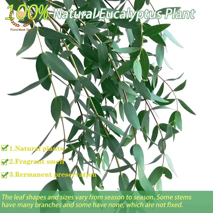 Bouquet de feuilles d'eucalyptus naturelles