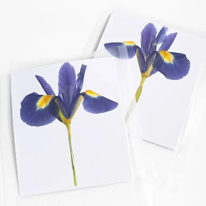 1 pièces/12-14cm, nouvelles fleurs pressées Iris réel demi-coupe fleur sèche primaire bricolage plan