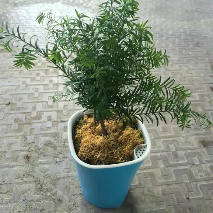 Pot d'Arrosage existent pour Plantes de Fleurs, Irrigation, user inage