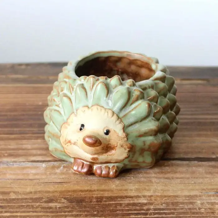 Pot de plantes succulentes en céramique