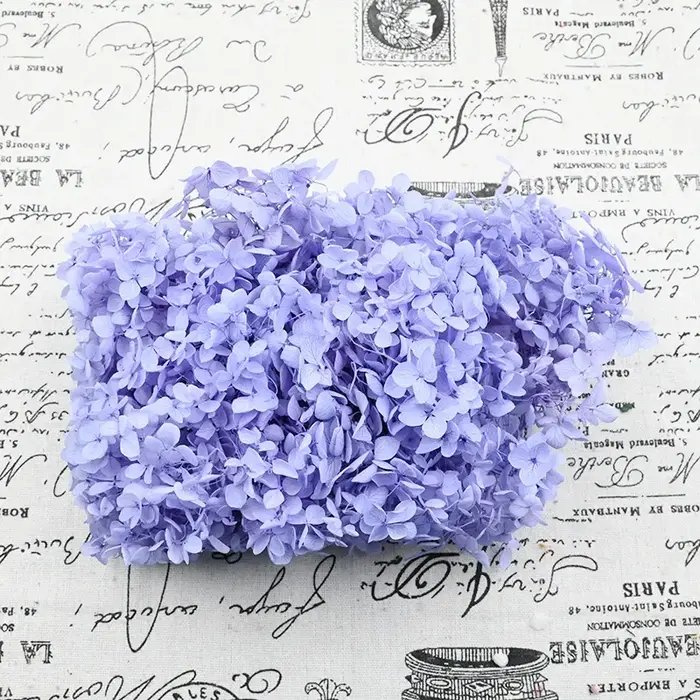 Hortensia éternel frais de niveau