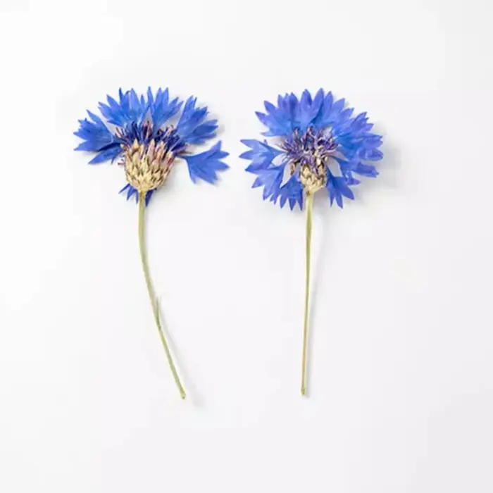 12 pièces, Branches de bleuet séchées