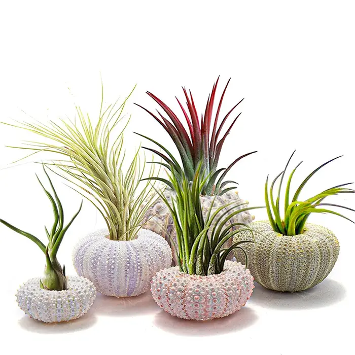 Coquille d'oursin naturel pour décoration