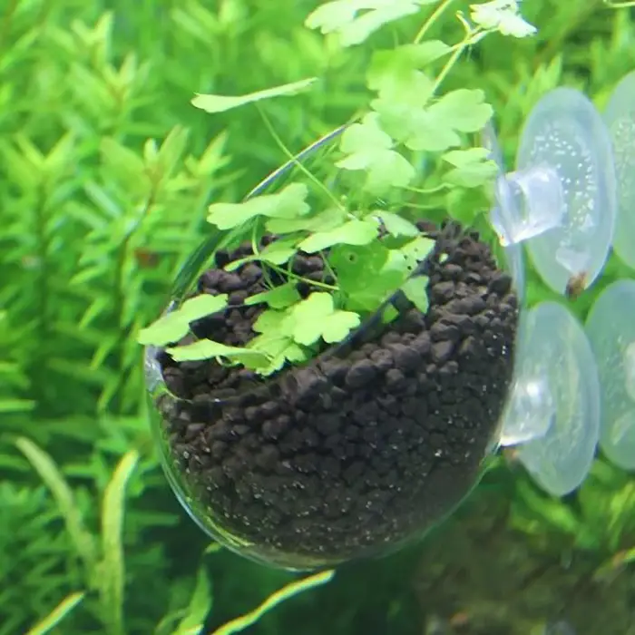 Pot de décoration pour aquarium, pot en verre pour plantes aquatiques avec support à ventouse, cylindre de plantation, accessoires pour aquarium