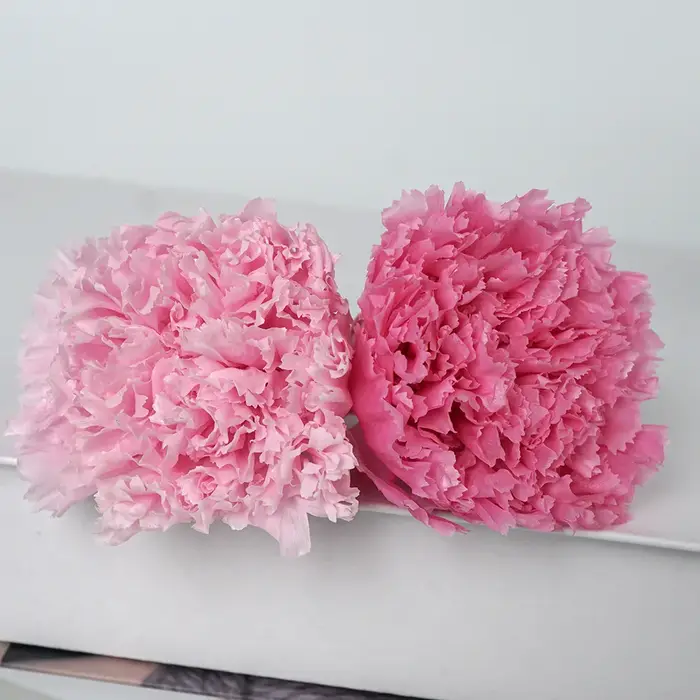 Cœillet éternel préservé de tête de fleur de 4 à 5Cm de qualité