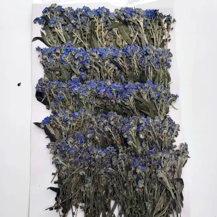 Fleurs séchées naturelles de Myosotis