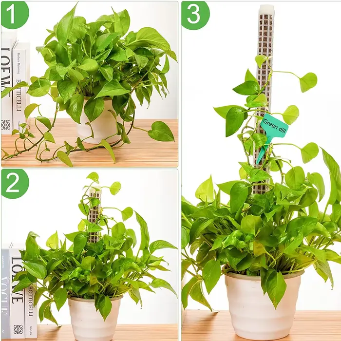 Bâton d'escalade pour plantes, support de plante, cadre en treillis, colonne de mousse de sphaigne d