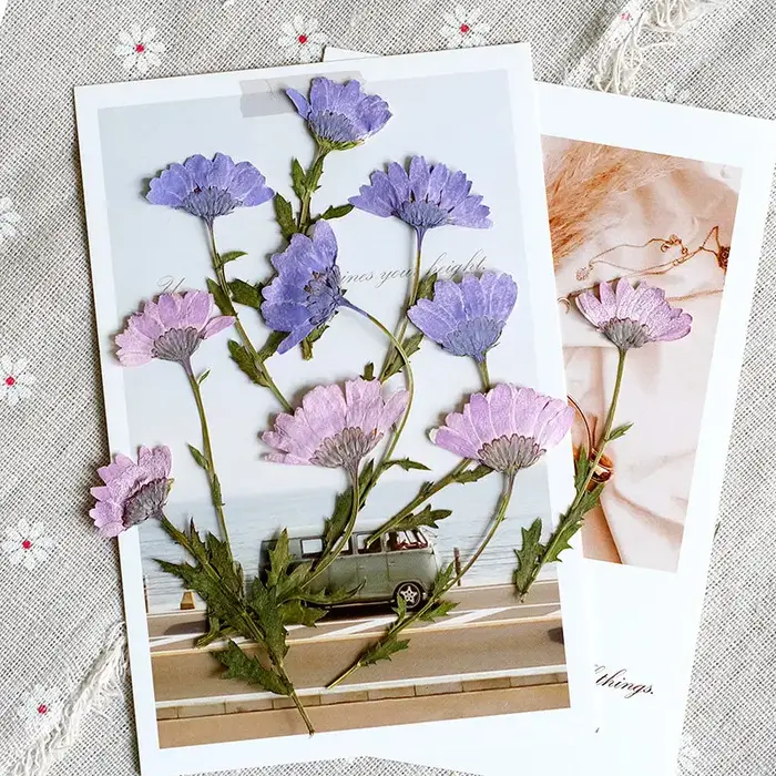 12 pièces, fleurs de chrysanthème séchées
