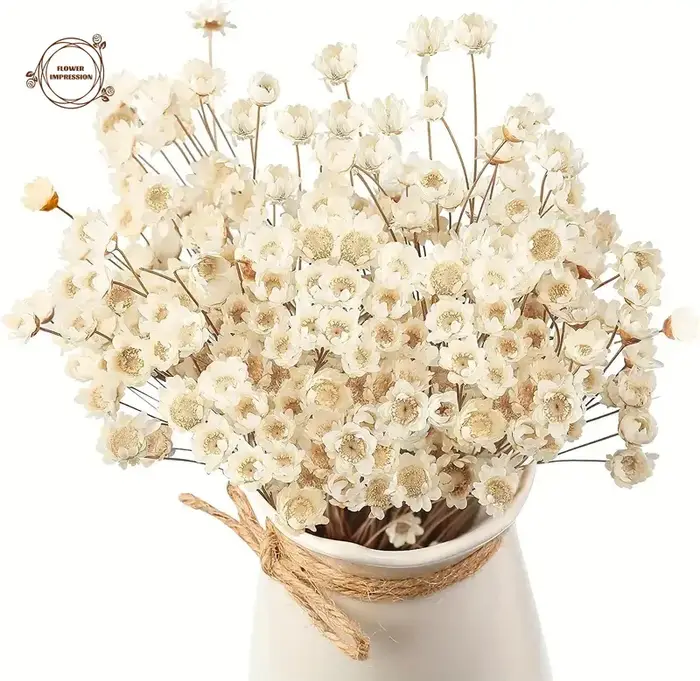 50pcs petite étoile marguerite fleurs séchées décor de mariage