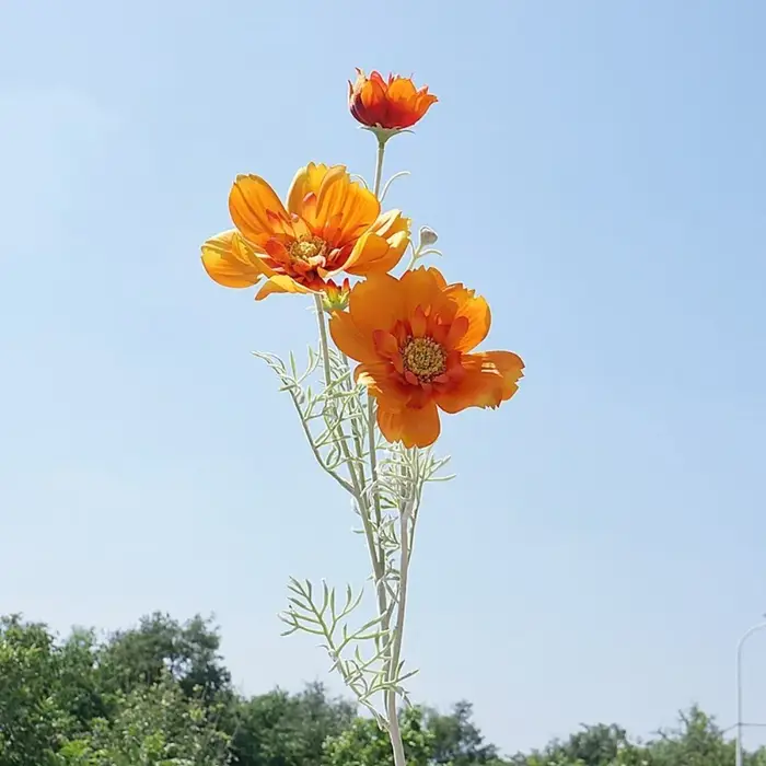 Branche de fleur artificielle Cosmos de 77 cm de longueur