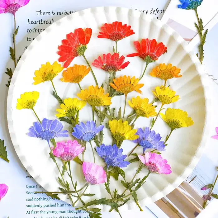 12 pièces, fleurs de chrysanthème séchées