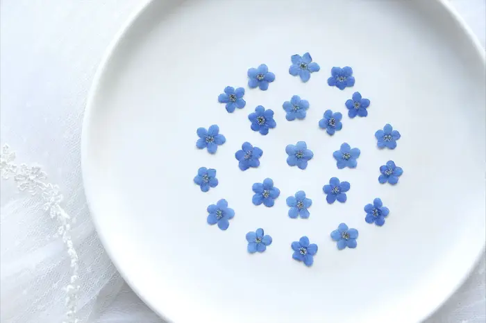 100 fleurs de myosotis