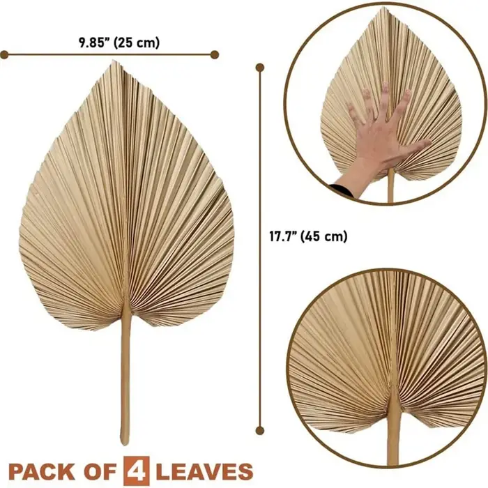 !2025 4 pièces de feuilles de palmier séchées naturelles