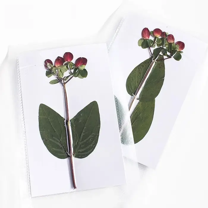 Nouvelle branche Premium couleur originale pressée perle de Dragon de feu fleurs séchées cadre Photo bricolage décoration de noël fournitures artisanales