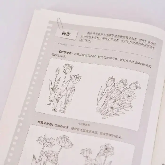 Atlas de croquis de plantes : 51 illustrations de plantes dessinées à la main avec des cartes de traçage pour débutants en illustration florale et peinture.