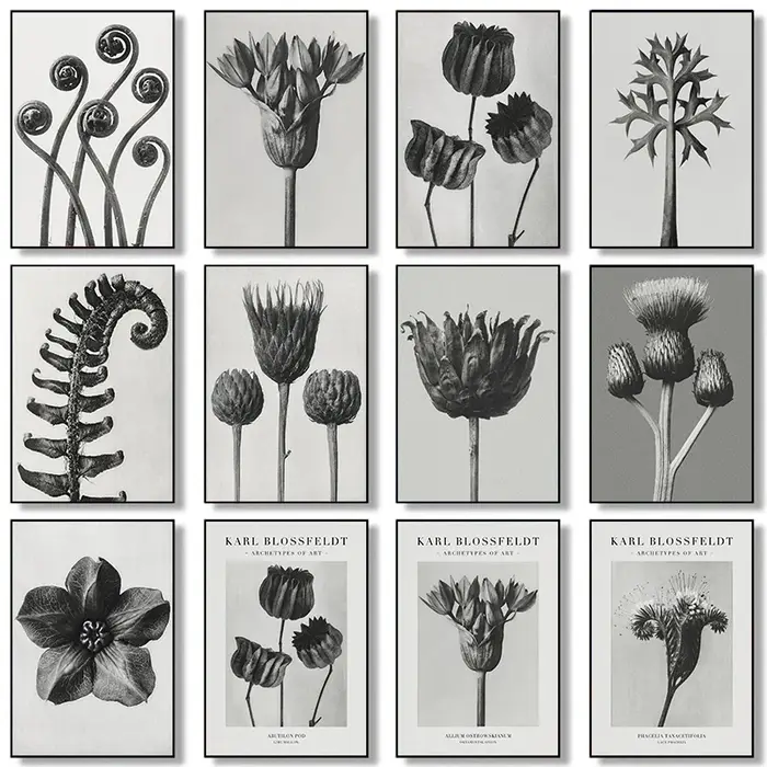 Karl Blossfeldt noir et blanc plante fleur minimaliste esthétique impression toile peinture pour salon moderne décor à la maison