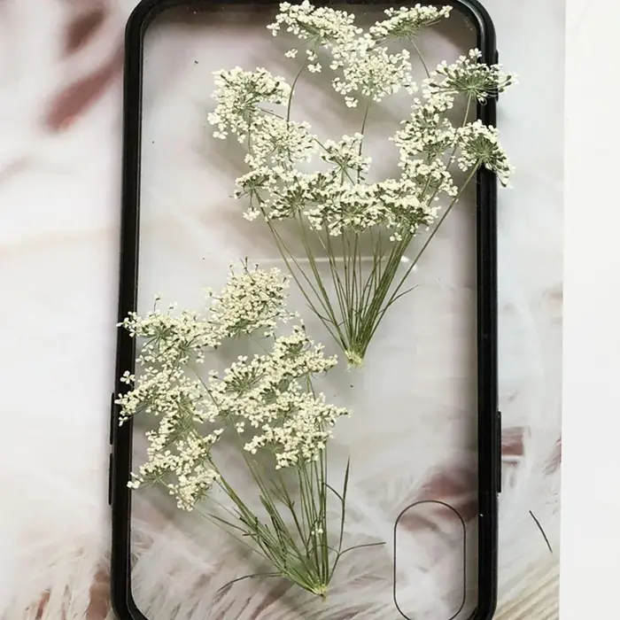 PMurcia-Fleurs séchées naturelles blanches multi-têtes Ammi Majus