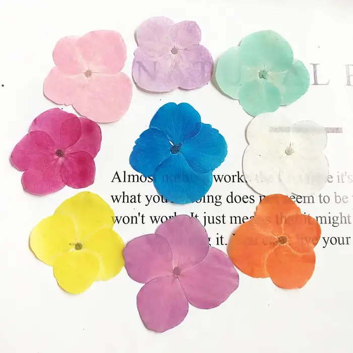 60 pièces de fleurs d'hortensia macrophylla séchées pressées