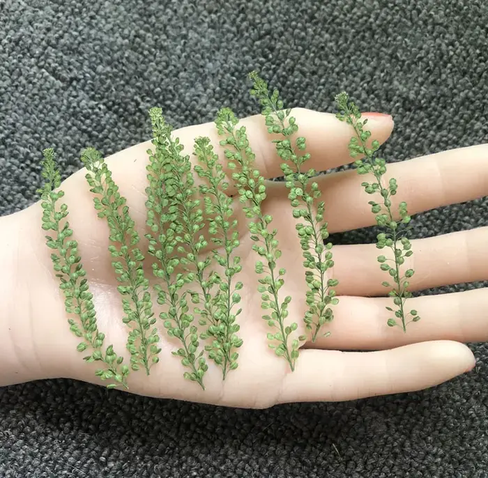 6-8cm/24pcs, Véritables feuilles de plantes naturelles pressées, fleurs séchées pour décoration de mariage et de Noël, marque-pages, lampes de table en relief