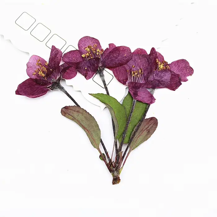 12 pièces, fleurs de bégonia pressées naturelles avec tige