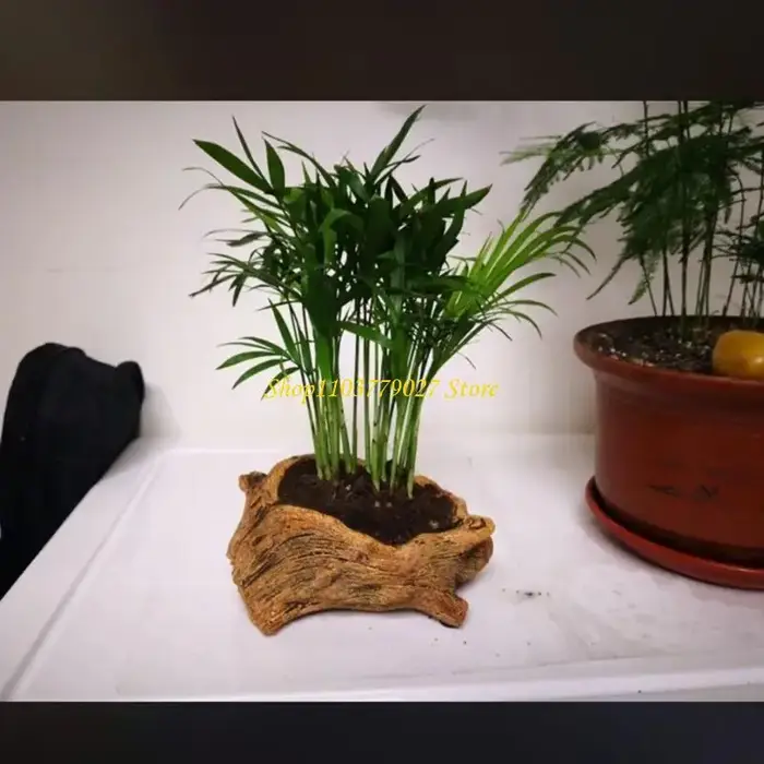 C4DF – jardinière fleurs succulentes à racines d'arbre