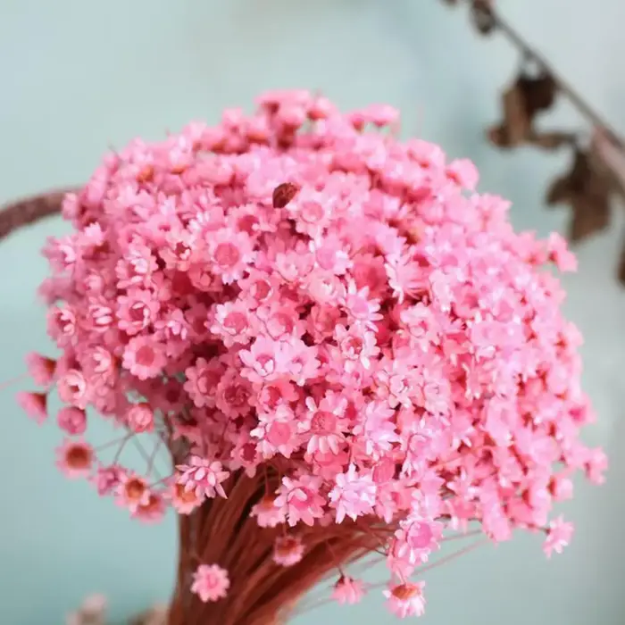 Fleurs séchées de gypsophile pour la décoration de mariage