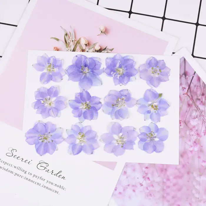 60X pressé séché naturel Consolida Ajacis fleurs plantes herbier pour bijoux coque de téléphone cadre Photo carte postale Scrapbook bricolage