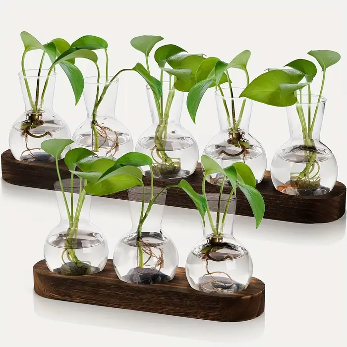 Vase en verre pour Terrarium de plantes