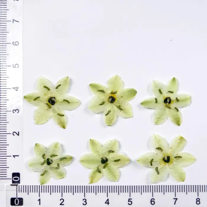 8 pièces, sans décoloration velours pressé vraies fleurs conservées étoile Bethlehem pour résine bij