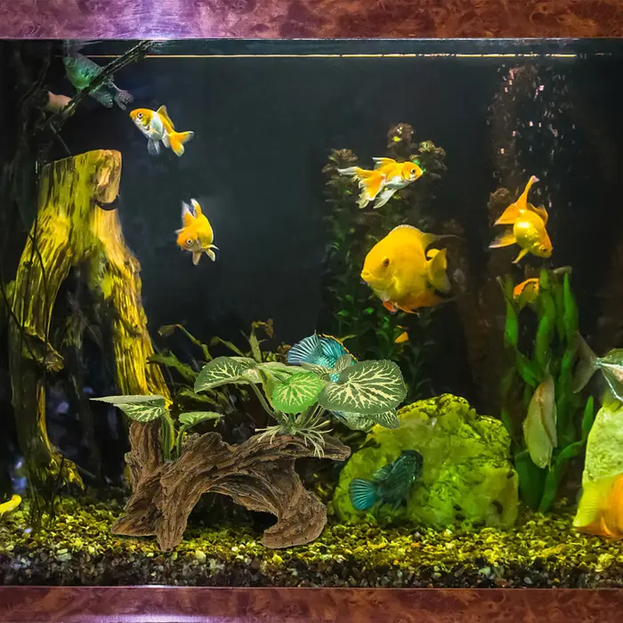 Plantes de Reptile réalistes
