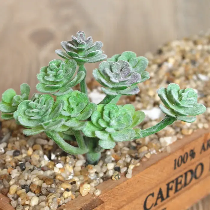 Plante succulente artificielle en plastique