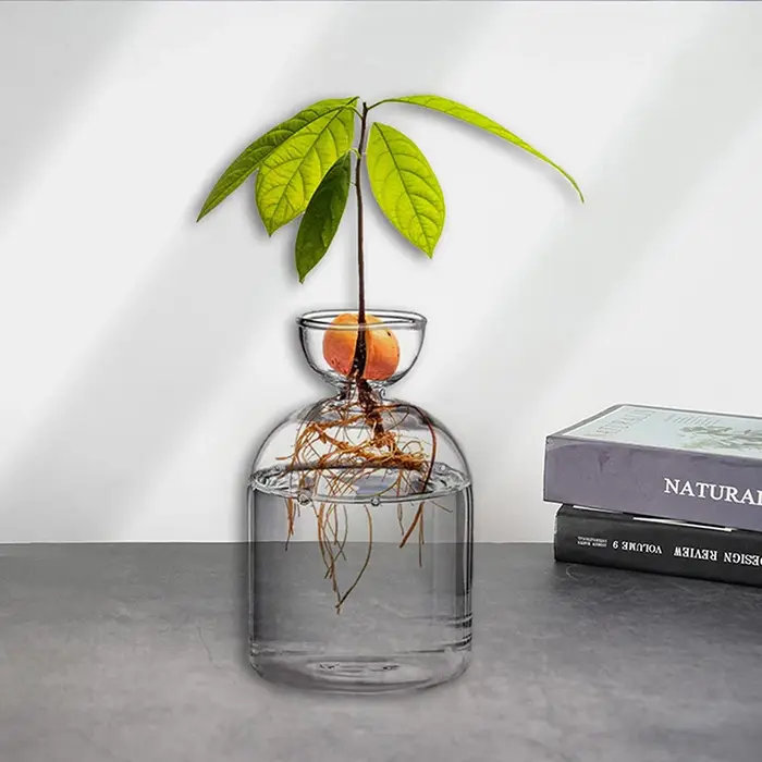 Vase de démarrage de graines d'avocat, Vase en verre Transparent pour plantes en croissance, Kit de 