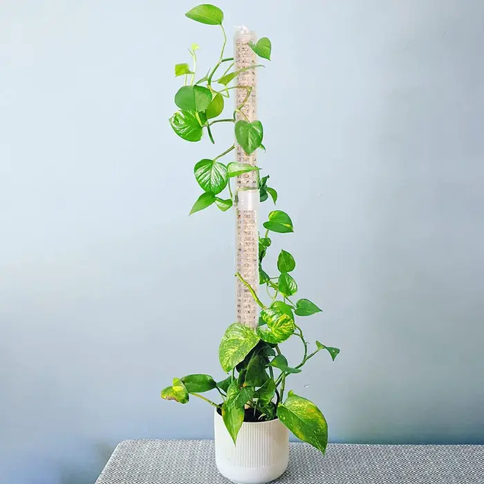 1PC plante escalade treillis empilable maille mousse pôle Monstera plastique filet stéréotypé cocoti