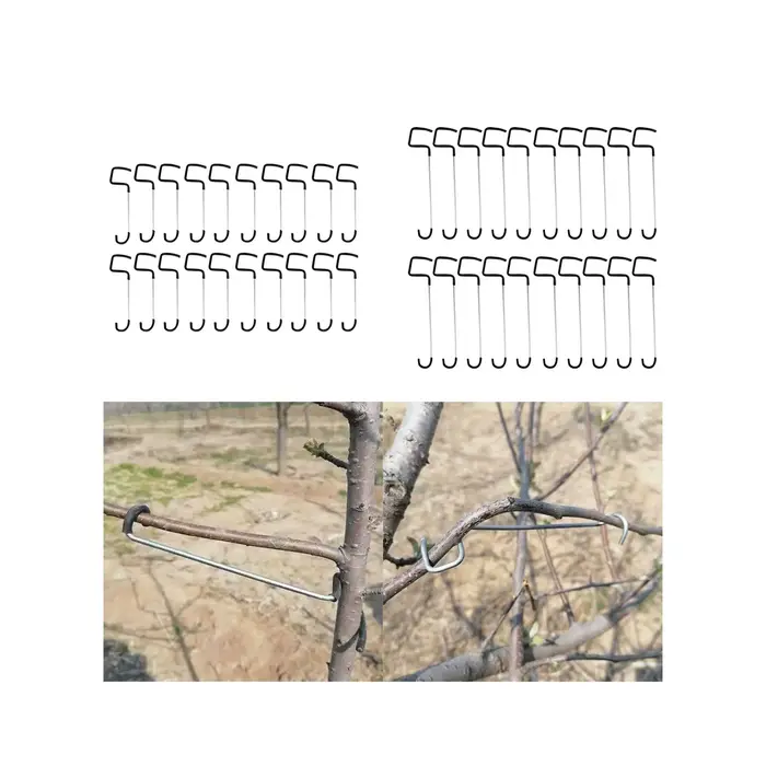 Branches d'Arbre Fruitier