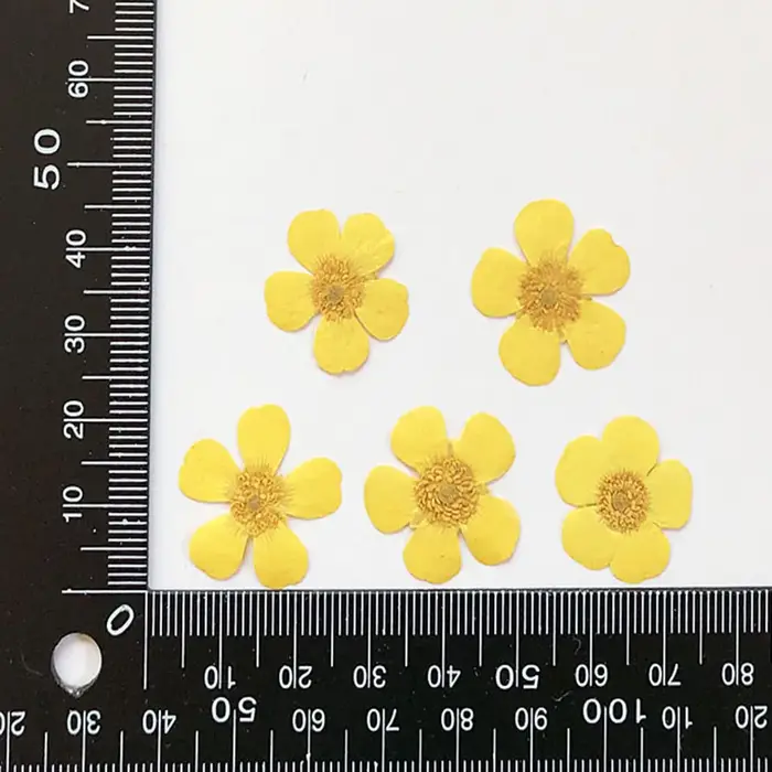PMurcia Ranunculus jaune séché