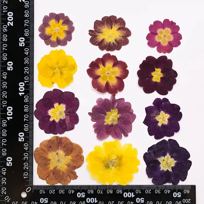 48 pièces de fleurs séchées de primrose européenne