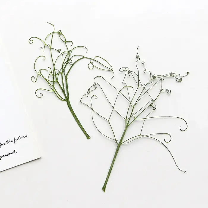 Feuilles Vertes Véritables