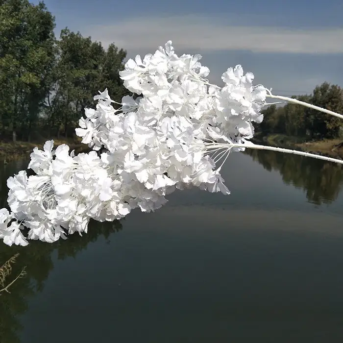 Branches de pouvez-vous psophile Blanches