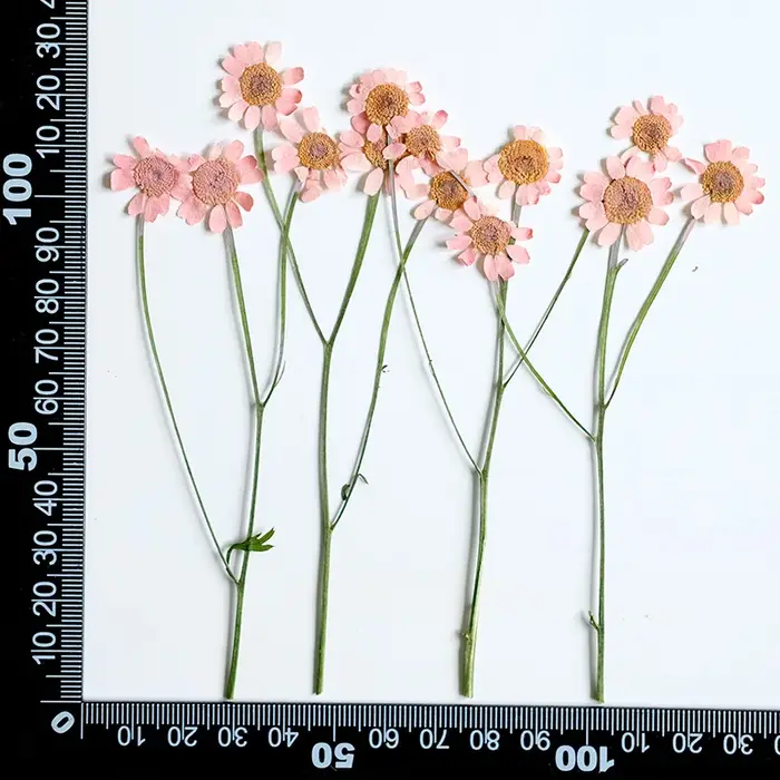 12 pièces, Bouquet de fleurs séchées de camomille teintes-arrangement Floral sec multi-têtes naturel