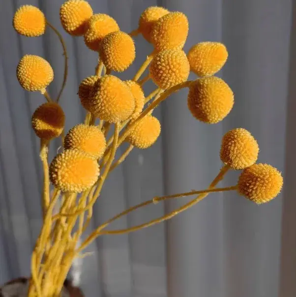 Bouquet de fleurs sèches en boule dorée, 20 pièces, fleurs conservées, Arrangement floral, décoratio