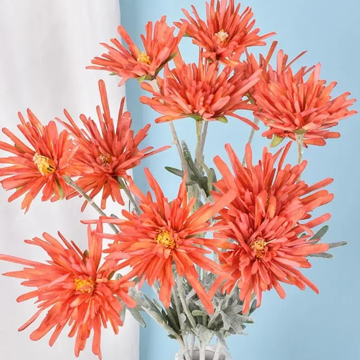 Griffe de crabe chrysanthème