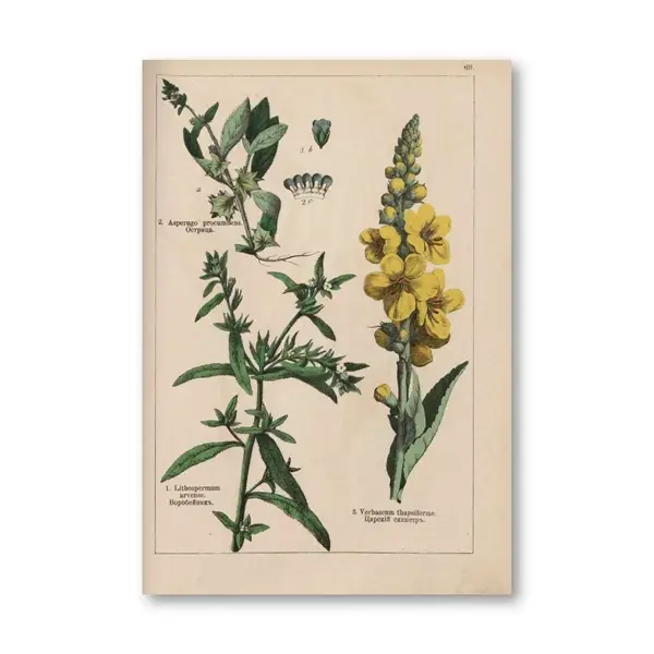 Affiches et imprimés d'herbes botaniques Vintage