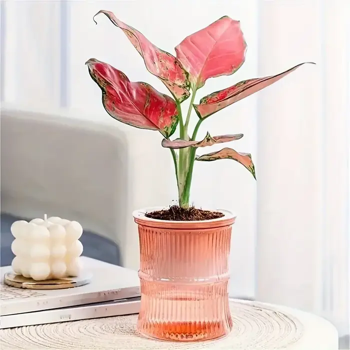 Pot de Fleurs en Plastique Transparent à Double Couche à Absorption d'Eau existent